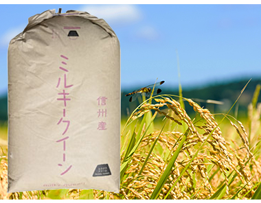 白倉ファームミルキークイーン